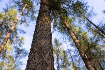 Low-angle view from the base of a pine tree looking upward into a forest canopy. 