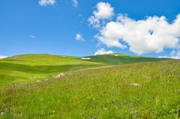 alpine meadows and melting snow on Mount Teghenis (Tsaghkadzor, Armenia) 