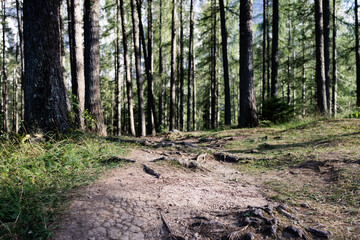Low Angle View of Hiking Path with Roots in a Pine Forest