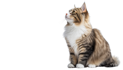 Majestic brown tabby cat sitting attentively on a transparent background, looking up with curiosity and alertness, showcasing feline beauty and elegance