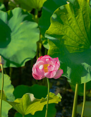 Blooming lotus flowers