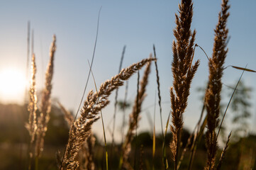 Fototapeta premium close - up view of the ears with the sun shining in background, summer landscape.