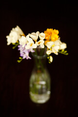 Colorful Freesia Bouquet in Glass Vase on Dark Background, Spring Flowers Still Life