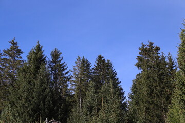 Wäldchen