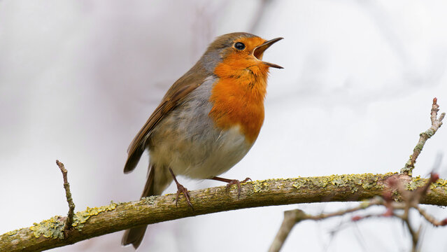gros plan sur un rouge gorge chantant