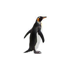Naklejka premium penguin isolated on transparent background. Penguin png. Arctic animals