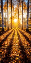 Obraz premium Golden Sunlight Filtering Through Autumnal Birch Tree Forest with Fallen Leaves on the Ground