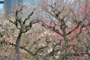 Bright white plum blossoms fill the trees in late February in Japan