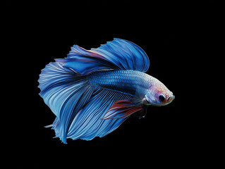Fototapeta premium stunning Betta fish (Siamese fighting fish), known for its vibrant colors and flowing fins. The fish is displayed against a pure black background
