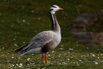 Oie à tête barrée
Anser indicus - Bar-headed Goose