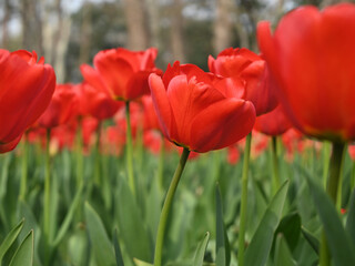 groups of red tulips blossom in the garden in sunny day