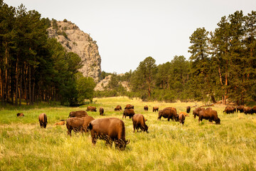Bison Herd Near Rock Outcrop