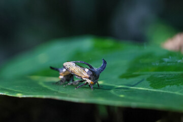 selective focus Strange treehopper, family Membracidae, breeding on green leaves in a moist forest during the rainy season in Thailand.