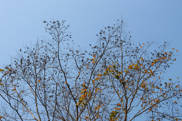 Summer tree branches, beautiful shape, sky background