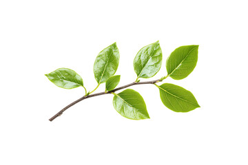 Fresh Green Leaves, Nature's Beauty and Organic Vibes