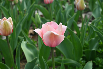 one pink and white tulip blossom in the garden in sunny day