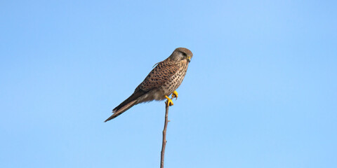 un faucon crécerelle 
