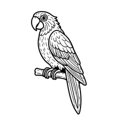 Fototapeta premium A line art Parrot illustration of a coloring Page white background.