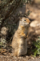 Uinta Ground Squirrel in Yellowstone