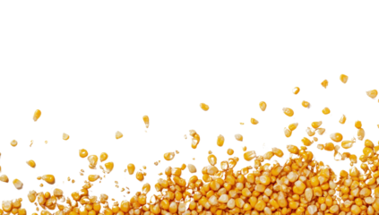 Pile of golden yellow corn kernels on a transparent background, representing agriculture, harvest, and healthy eating