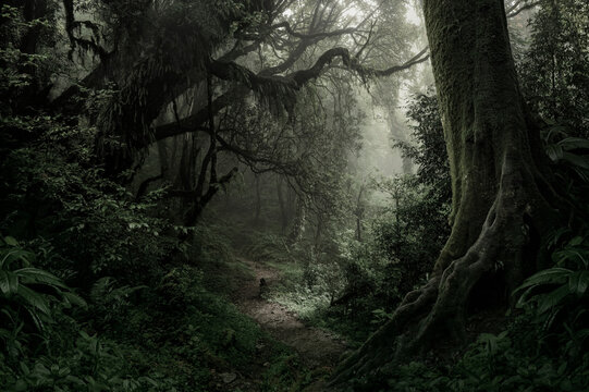 Sunlight streaming through the dense foliage of a tropical rainforest