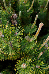 Mountain pine (Pinus mugo) spring candles — young conifer shoots on an evergreen shrub, close-up