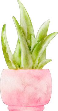 recommend clip art: watercolor aloe vera plant