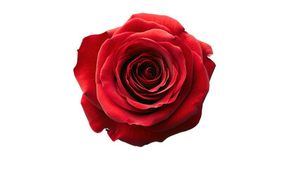Naklejka premium Closeup of a Vibrant Red Rose Blossom on a Transparent Background, Symbolizing Love and Romance for Valentines Day