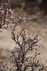 Strauch mit Blüten