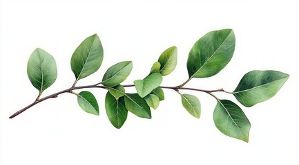 Obraz premium Green Leafy Branch with Intricate Details in Natural Lighting