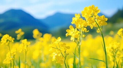 Obraz premium Vibrant rapeseed blooms against a blurred mountain backdrop in clear daylight