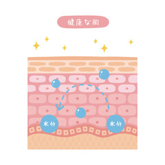 健康な肌の断面図のイラスト