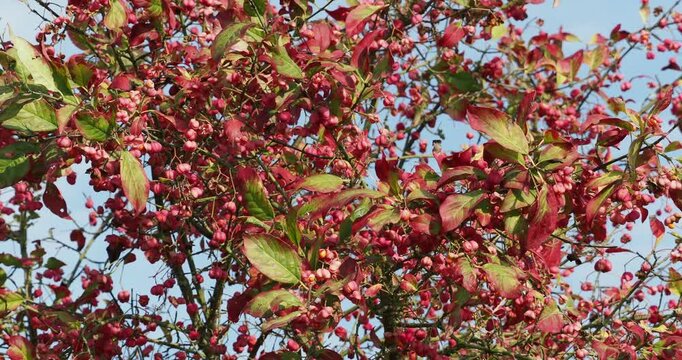 (Euonymus europaeus) Euroepan Spindle tree adorned of spreading dark brown branches adorned with green and reddish autum foliage and pink lobed capsules revealing orange arils