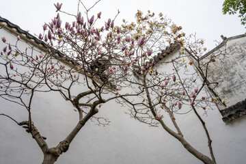 Delicate Magnolia Blossoms Against Classical Chinese White Wall