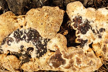 Pseudoinonotus dryadeus. Wood fungus on tree bark.