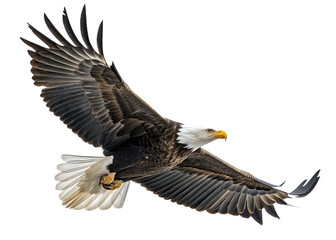 Obraz premium spread wing bald eagle soars in the sky isolate on white background png. AI Generated 