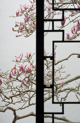 Magnolia Blossoms Through Traditional Chinese Window Lattice