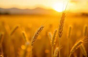 Ears of wheat in the field