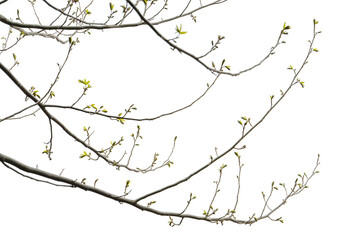 Minimalist Spring Branches with Emerging Buds