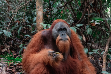 Wilder Sumatra Orang Utan (Pongo abelii) im Gunung Leuser Nationalpark, Indonesien