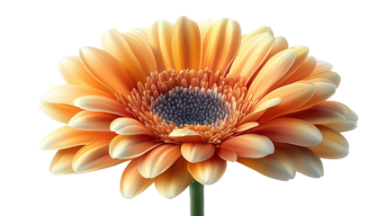 Gerbera Daisy in Bloom: A radiant gerbera daisy unfurls its petals, showcasing a spectrum of warm orange hues with a striking central dark core, conveying the simple elegance of nature.