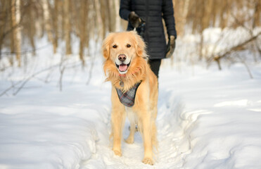 Portrait of woman with healthy golden retriever dog outside in winter season walking