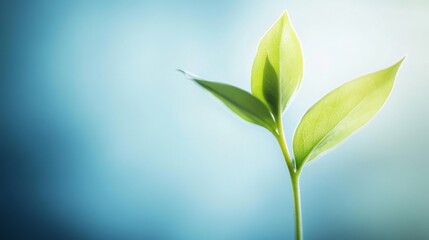 Abstract business concept symbolizing simplicity and clarity in modern strategy.