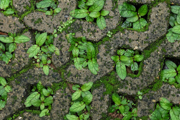 Plant texture background growing in a concrete paving brick hole. The paving brick for planting grass has a hole in the center.