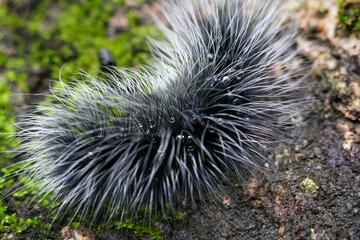 Selective focus Macrobrochis gigas caterpillars, black with soft white fluff on mossy rocks at the beginning of the rainy season. These caterpillars are non-poisonous and in the middle of lush forest.