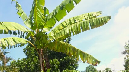 banana tree with a large bunch of green bananas. Plantation in the backyard