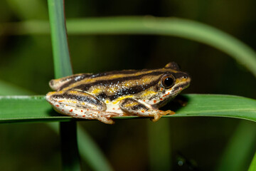 A cute painted reed frog (Hyperolius marmoratus marmoratus), also known as a marbled reed frog, near a pond