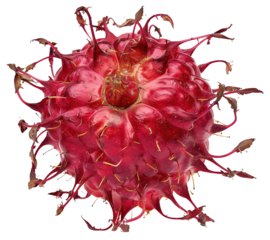 PNG Close-up of waratah flower with intricate spiky petals