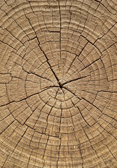 Fototapeta premium [Generative AI] 나이테가 선명한 나무 단면