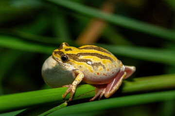 A cute painted reed frog (Hyperolius marmoratus marmoratus), also known as a marbled reed frog, calling at the edge of a pond